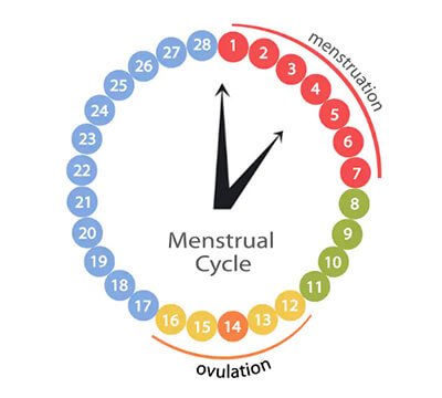 ovulation-calculator - Gender Prediction